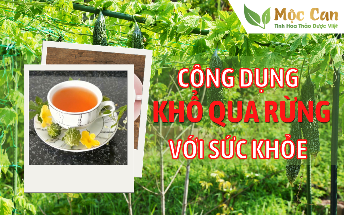 Công dụng của khổ qua rừng đối với sức khỏe 1